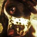 Spanieln
