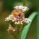 PancakeMouse