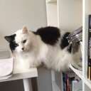 Matildish